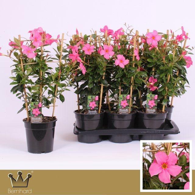 <h4>MANDE DI OPA FU FLAM</h4>