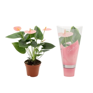 Anthurium Spirit in Couture sleeve