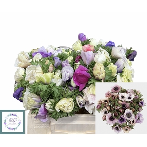 ANEM CO GALIL PASTEL