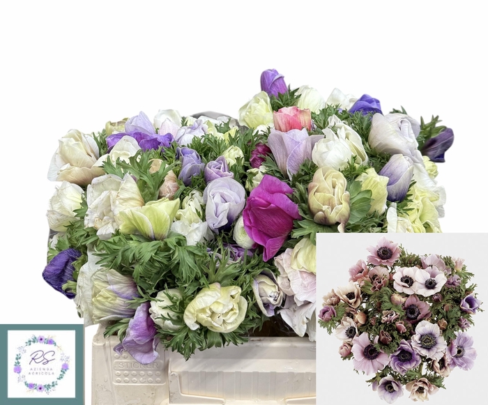 <h4>ANEM CO GALIL PASTEL</h4>