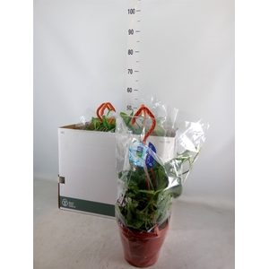 Scindapsus pictus 'Trebie'