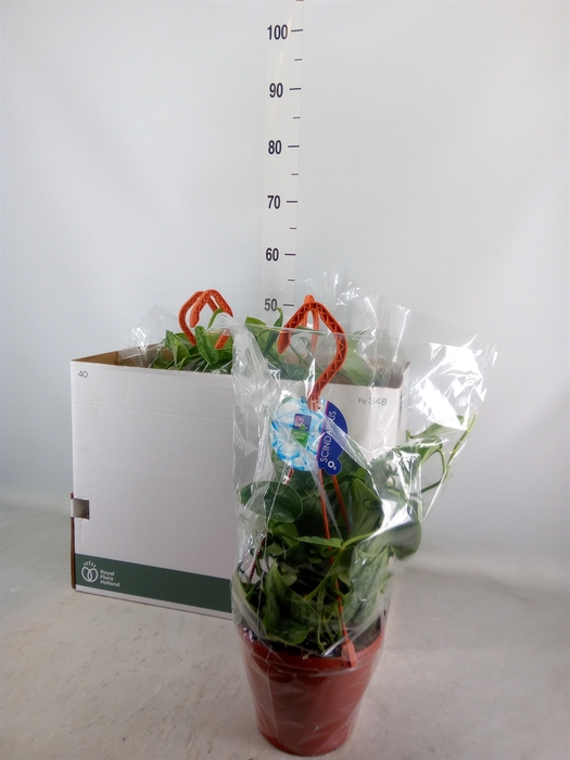 <h4>Scindapsus pictus 'Trebie'</h4>