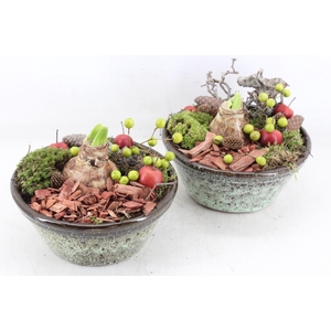 arr4 Amaryllis MB - Ker. luxe taps rand RD