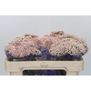 Ozothamnus Cooks Pink