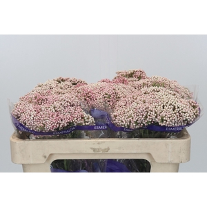 Ozothamnus Cooks Pink