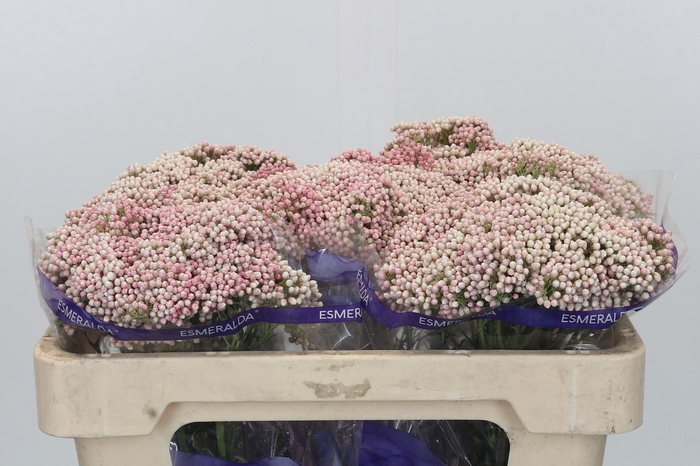 <h4>Ozothamnus Cooks Pink</h4>