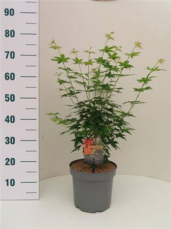 <h4>Acer Palmatum Bi-joo</h4>