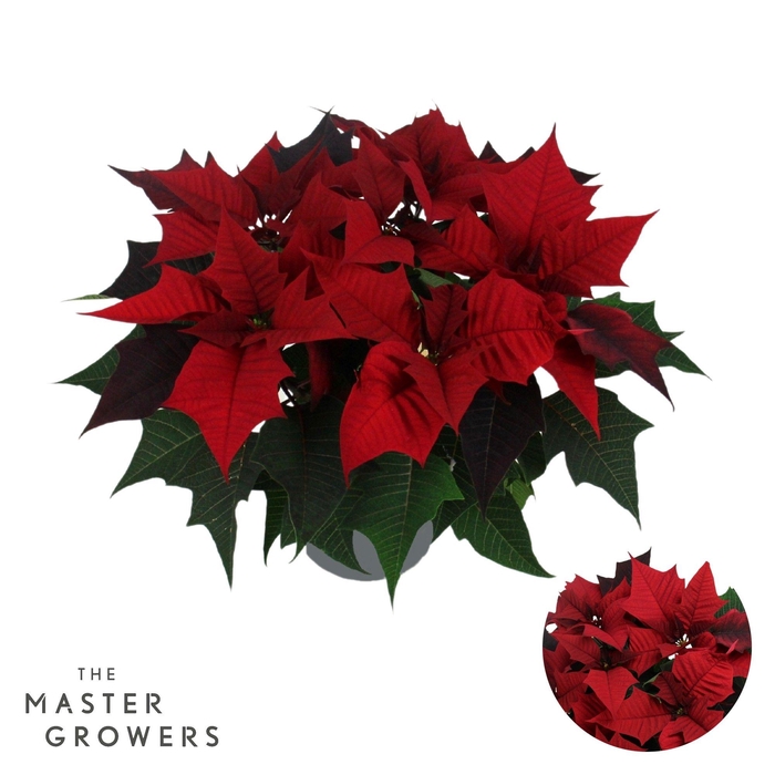 <h4>Poinsettia Kayla Red 13cm 5 bloem</h4>