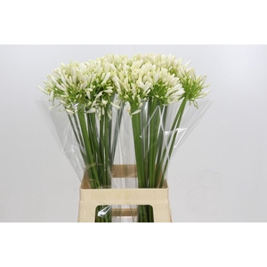 Agapanthus White Heaven