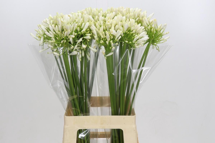 <h4>Agapanthus White Heaven</h4>