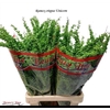 Rumex Crisp Unicorn