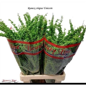 RUMEX CRISP UNICORN