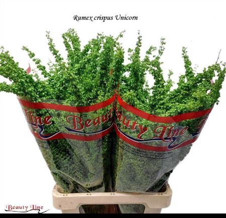 <h4>RUMEX CRISP UNICORN</h4>