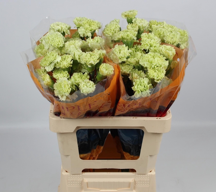 <h4>DI ST GOBLIN</h4>