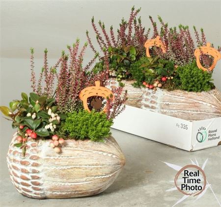 Arr Tuinplanten In Keramiek