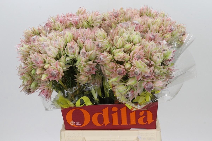 <h4>Blushing Bride Bridal Pink</h4>