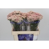 Ozothamnus Cooks Pink