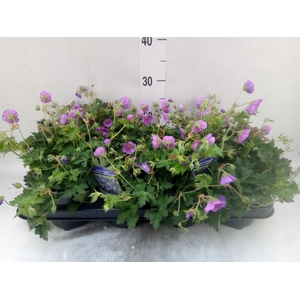Geranium  'Bloom Me Away'