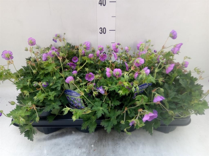 <h4>Geranium  'Bloom Me Away'</h4>