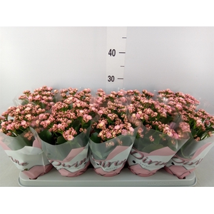 Kalanchoe blos. 'Perfecta Pink'