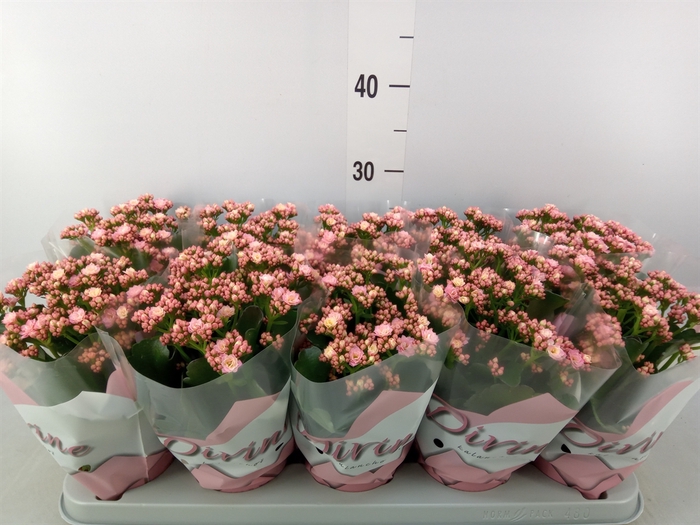 <h4>Kalanchoe blos. 'Perfecta Pink'</h4>