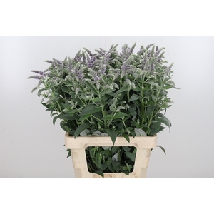 Mentha Silver Queen
