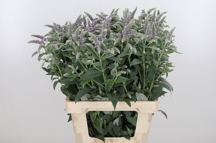 <h4>Mentha Silver Queen</h4>