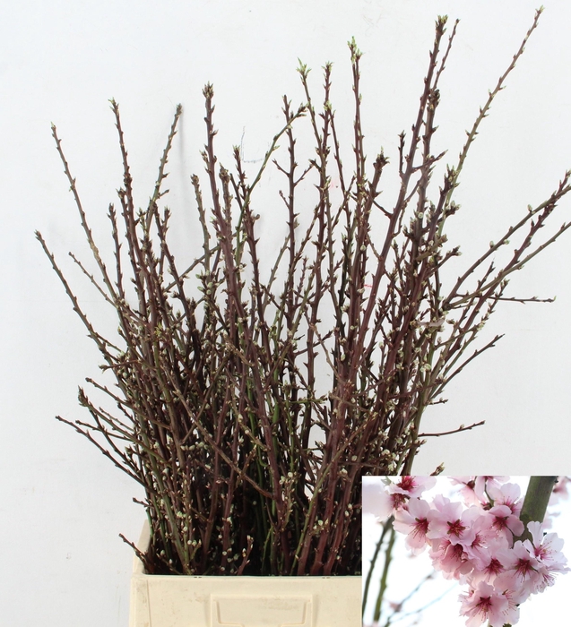 PRUNUS OV