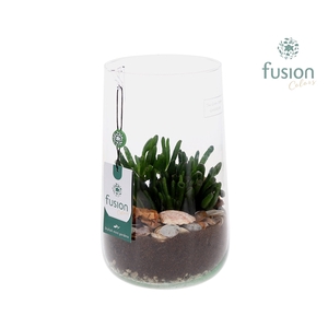 Green Bottle Deline Large Maritiem met Crassula