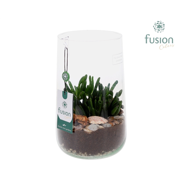 <h4>Green Bottle Deline Large Maritiem met Crassula</h4>