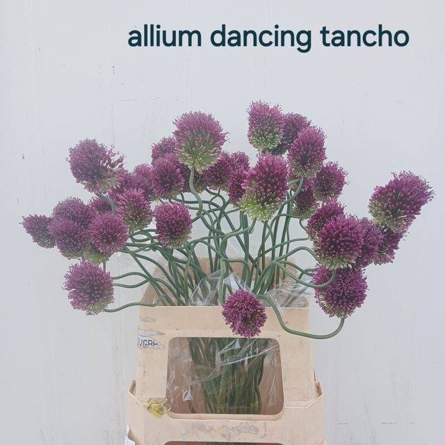 <h4>Allium dancing tancho</h4>