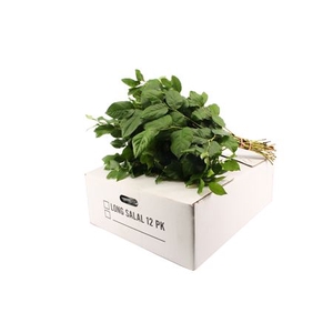 Salal Large