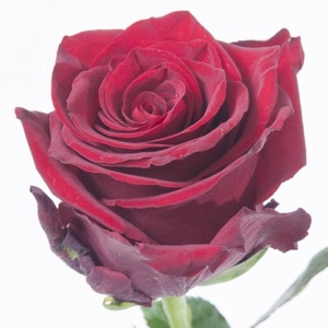 ROSA EXPLORER