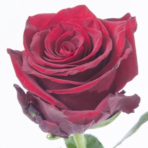 <h4>ROSA EXPLORER</h4>
