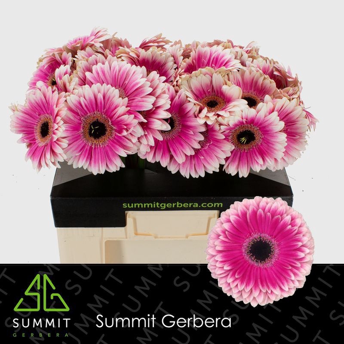 <h4>Gerbera Prelude Water</h4>