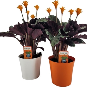 Calathea Crocata Tassmania in sierpot