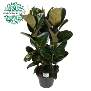 Ficus Elastica Robusta p35 (3pp)