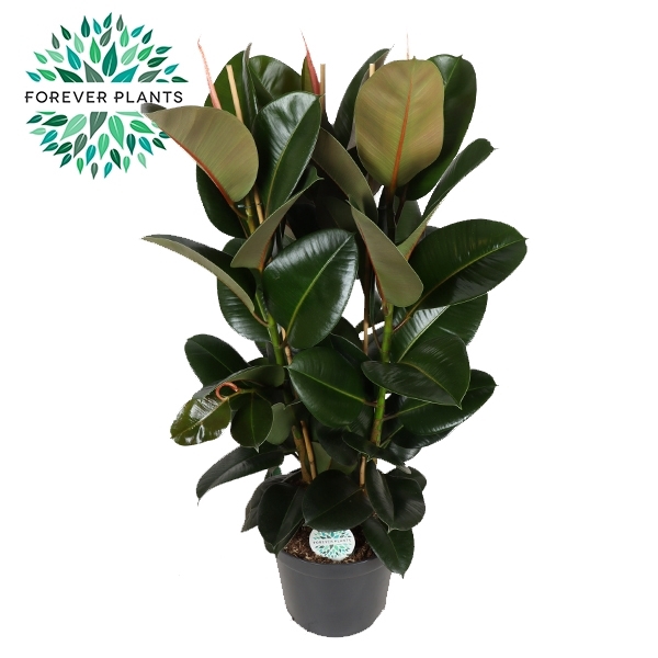 <h4>Ficus Elastica Robusta p35 (3pp)</h4>