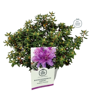 Rhododendron 30-35 /2 liter 'Purple Pillow' dwerg