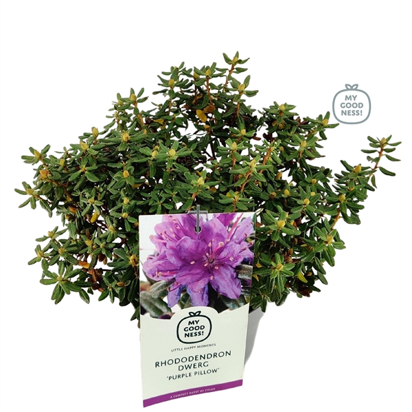 <h4>Rhododendron 30-35 /2 liter 'Purple Pillow' dwerg</h4>