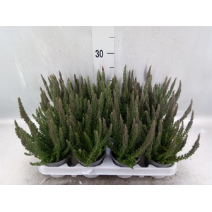 Calluna vulg. 'Skyline'   ...mix