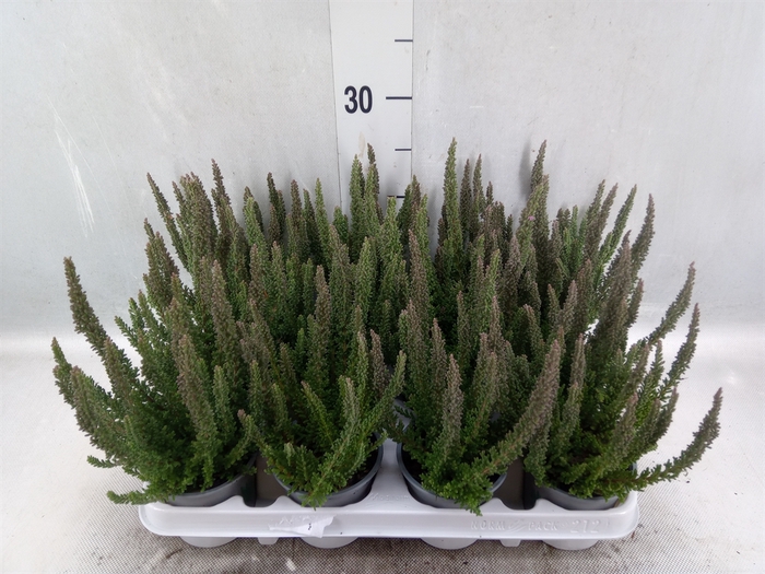 <h4>Calluna vulg. 'Skyline'   ...mix</h4>