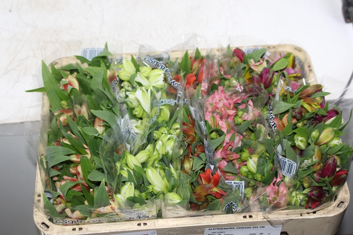 <h4>ALSTROEMERIA VARIADO 080 CM</h4>