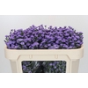Aster Baby Blue