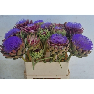 CYNARA SC GREEN GLOB