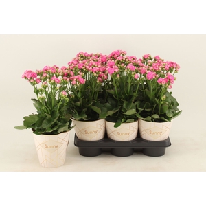 Kalanchoe Brushed Pink