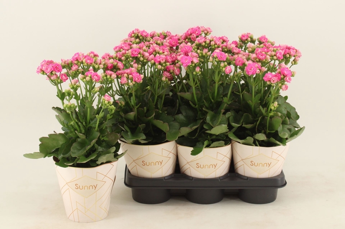 Kalanchoe Brushed Pink