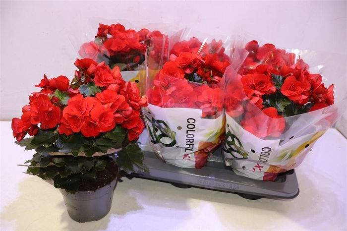 <h4>Beg Du Baladin</h4>