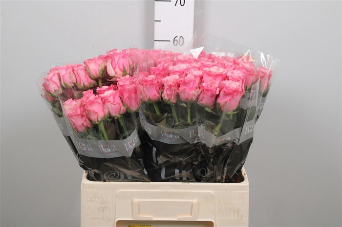 <h4>R Gr Ramonda</h4>