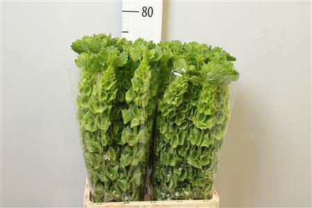 <h4>Moluccella Stuk</h4>